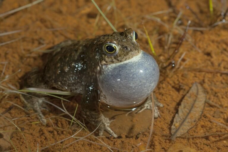 do bilbo's rain frog lay eggs