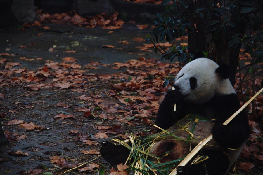 when were pandas forced out of the yangtze basin
