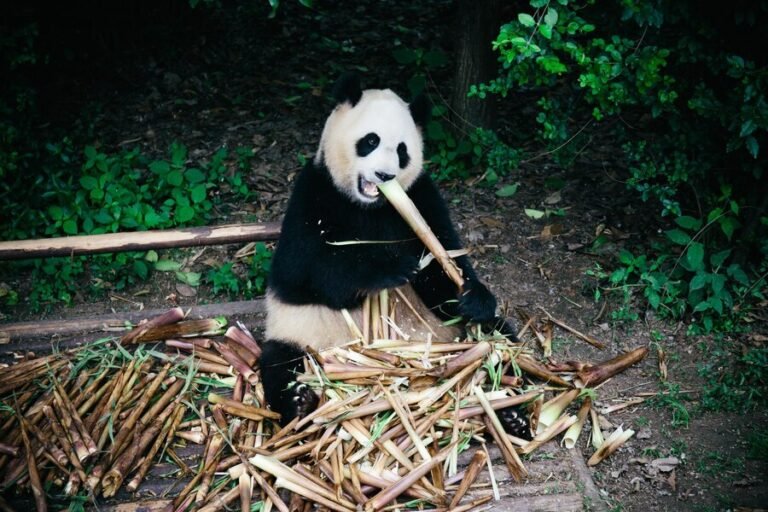 when were pandas forced out of the yangtze basin