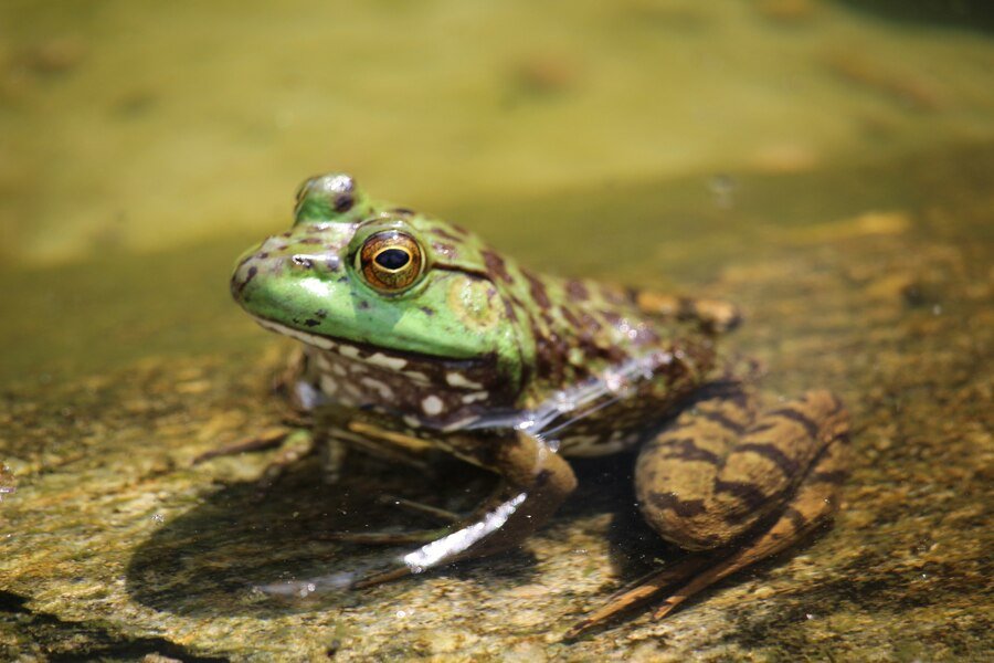 do bilbo's rain frog lay eggs
